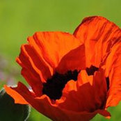 Marielle Rosman's photo