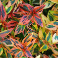 Abelia Kaleidoscope's profile photo