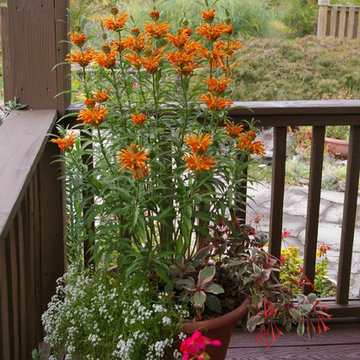 Courtyard Garden