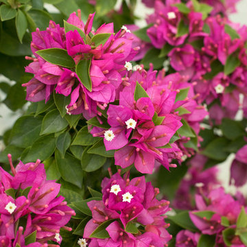 Torch Glow Bougainvillea