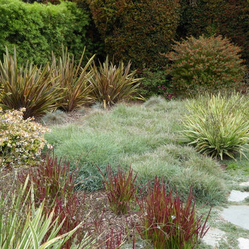 Carpinteria lawn replacement