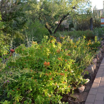 Southwestern Plants