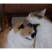Photo de Cathy Howse Steely