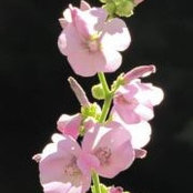 Arica Dawe's photo