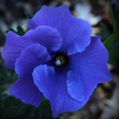 Photo de Matilda Suzanne