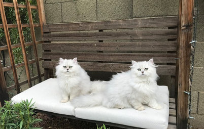 Pet’s Place: Catio Fun for 5 Fluffy Cats in Arizona