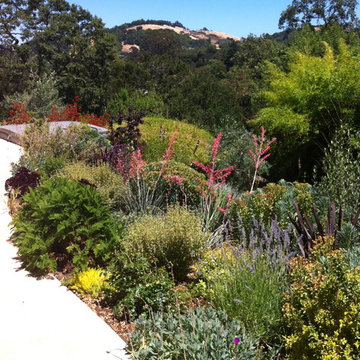 Fairfax Mediterrean garden