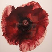 Foto von Poppy Mac