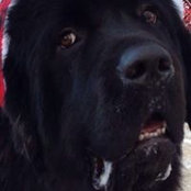 Sheila Tatman's photo