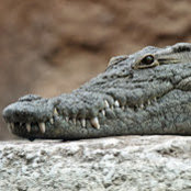 Carter Crocks billede