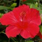 Renee LeeHim's photo