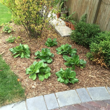 Viburnum, bergenia & boxwood