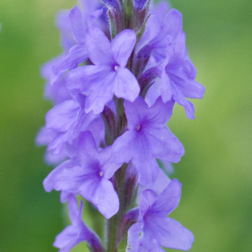 Hoary Vervain