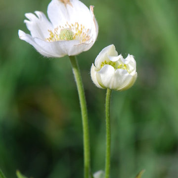 Anemone virginiana (Thimbleweed)