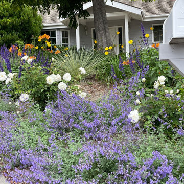 Colorful front yard featuring catmint