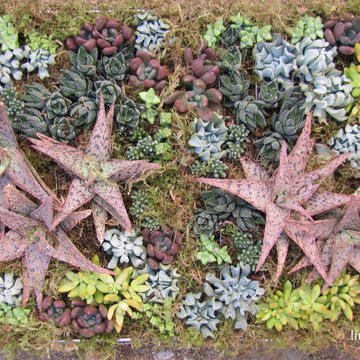 SUCCULENT WALL