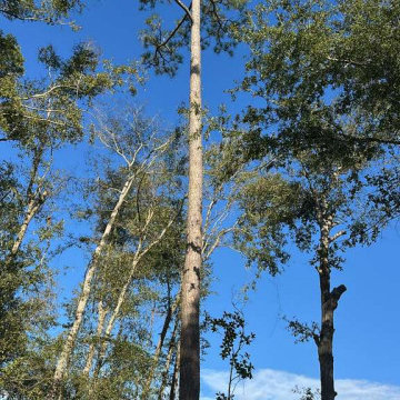 Tree Services