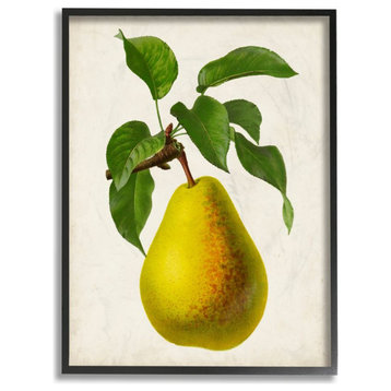 Vintage Fruit Pear Painting, 16"x20"