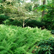 Flower beds