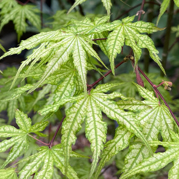 Acer Palmatum 'Ghost Dancer'