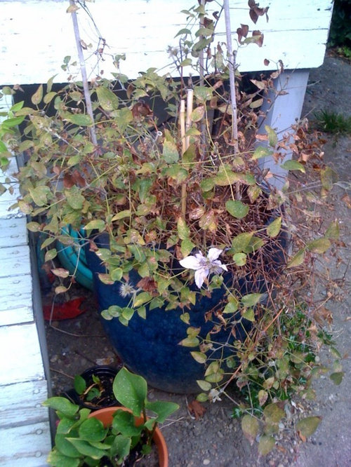 Clematis turning dry and brown - afraid it will die