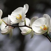 Patty Ponce de Garcia's photo