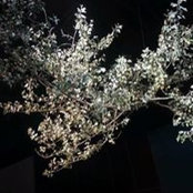 Tom Parker's photo