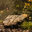 Indian Rock Landscapes