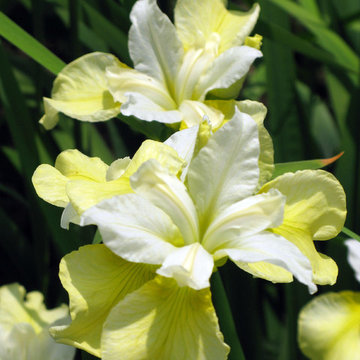 Plant Ideas & Colorful Combinations