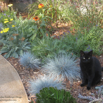Plant colors Textures and a Black Cat In Fairfax, CA Garden