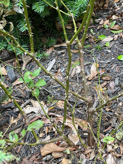 Help please! my rose bush is dying