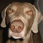 les licklider's photo