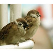 Tam Le's photo
