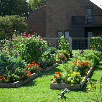 Vegetable garden 2nd year