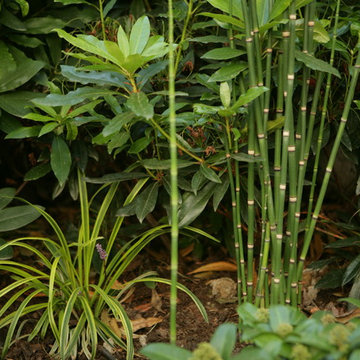 Jardins d'ombre
