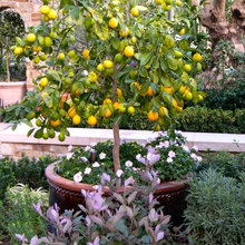 Fruit trees