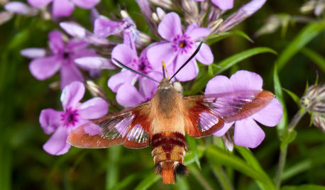 Hummingbird or Moth? See Why You Want Clearwings Around