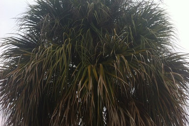 Palm tree trimming