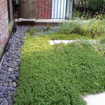 Townhouse Greenroof