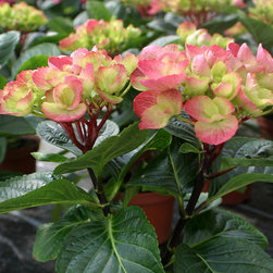 Abracadabra&reg; Bigleaf Hydrangea - Plants