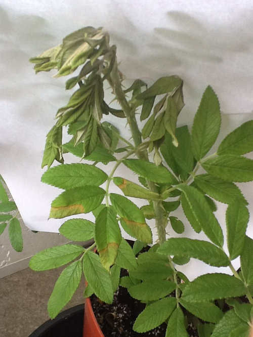 What is wrong with my rose?? Leaf tips crispy, plus yellowing.