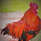 Foto von Henry Stock