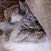 Karl Bertsch-Geiger's photo