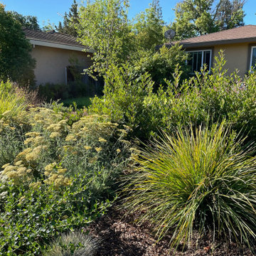 Native Front Yard