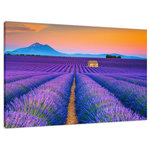 Pi Photography Wall Art and Fine Art - Blooming Lavender Field and Sunset Landscape Photo Canvas Prints, 12" X 16" - Blooming Lavender Field and Sunset - Rural / Country Style Landscape / Nature Canvas Wall Art Print - Artwork - Wall Decor
