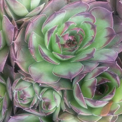 Succulents - Home Decor