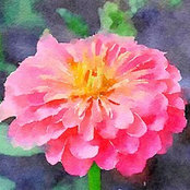 cjohnson868さんの写真