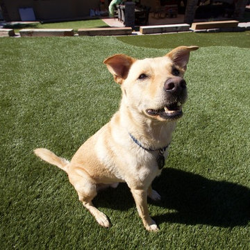 Artificial Grass Play and Golf Install at Ranch-Style Home in San Diego
