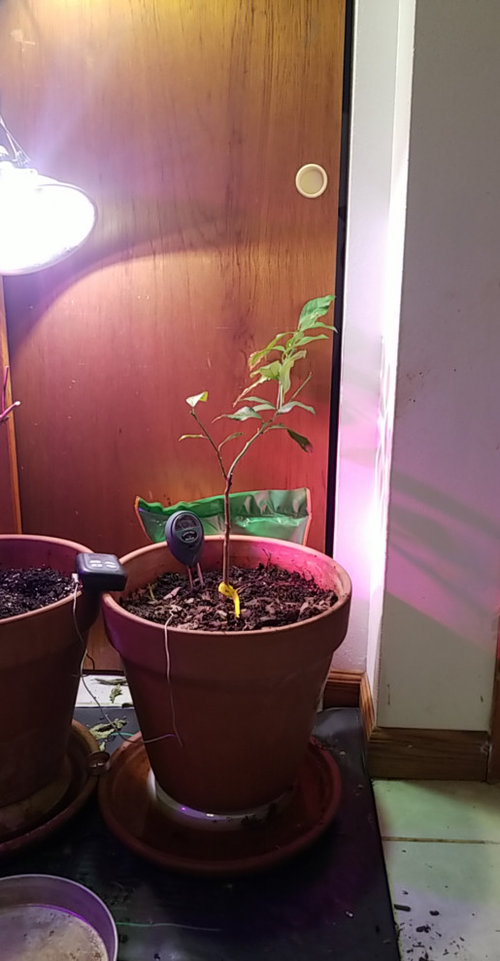 Meyer lemon tree dying?