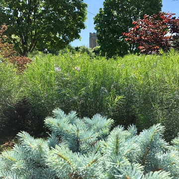 Blue spruce and amsonia in a city oasis.